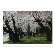 Cherry Blossom Washington DC Post Cards