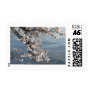 Cherry Blossom Washington DC
