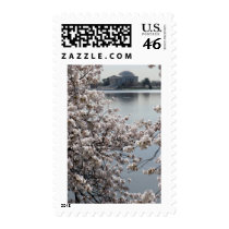 Cherry Blossom Washington DC Postage Stamps