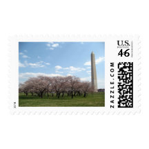 cherry blossom Washington dc Postage Stamp