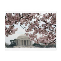 Cherry Blossom Washington DC postcards by dcphoto Cherry Blossom Washington DC postcards