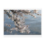 Cherry Blossom Washington DC