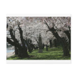 Cherry Blossom Washington DC