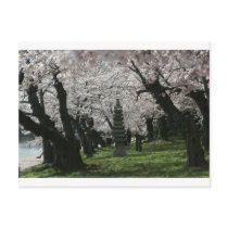 Cherry Blossom Washington DC postcards