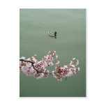 Cherry Blossom Washington DC Postcard