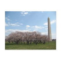 cherry blossom Washington dc Postcard