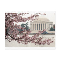 Cherry Blossom Washington DC Post Card