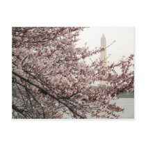 Cherry Blossom Washington DC postcards by dcphoto Cherry Blossom Washington DC postcards