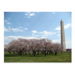 cherry blossom Washington dc Postcard