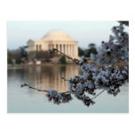 Cherry Blossom Washington DC Postcard