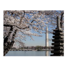Cherry Blossom Washington DC Postcards