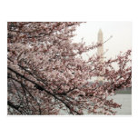 Cherry Blossom Washington DC Postcards