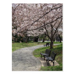 Cherry Blossom Washington DC Postcards