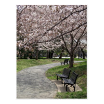 Cherry Blossom Washington DC Postcards