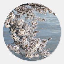 Cherry Blossom Washington DC Round Sticker