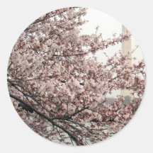 Cherry Blossom Washington DC Round Sticker