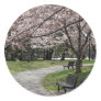 Cherry Blossom Washington DC