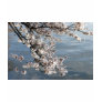 Cherry Blossom Washington DC