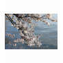 Cherry Blossom Washington DC