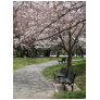 Cherry Blossom Washington DC