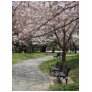 Cherry Blossom Washington DC