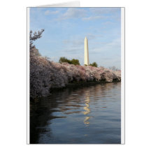 Cherry Blossom Washington monument Card