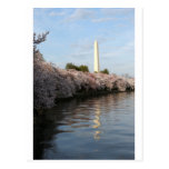 Cherry Blossom Washington monument Post Cards