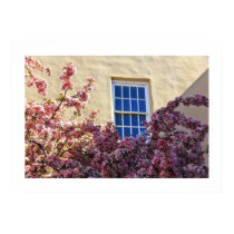 Cherry Blossomed Window Poster