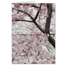 Cherry Blossoms 10 Greeting Card