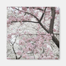 Cherry Blossoms 10 Magnet