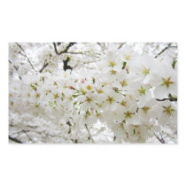Cherry Blossoms 12 Sticker