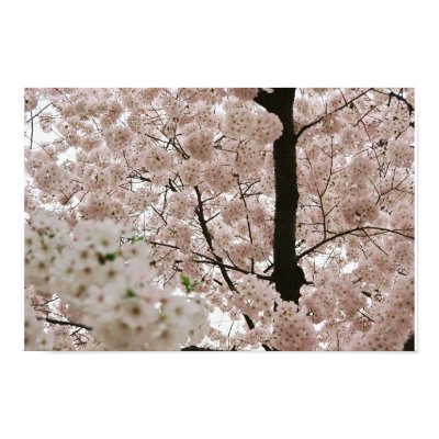 Cherry Blossoms 1 Poster by knox2alex