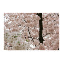Cherry Blossoms 1 posters by knox2alex Cherry Blossoms 1 posters