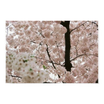 Cherry Blossoms 1 posters