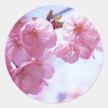 Cherry Blossoms #1 Stickers
