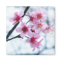 Cherry Blossoms - A magnets