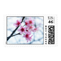 Cherry Blossoms - A Postage