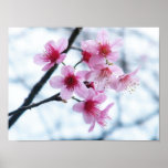 Cherry Blossoms - A Posters