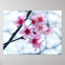 Cherry Blossoms - A Posters