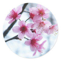 Cherry Blossoms - A stickers