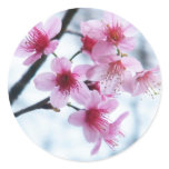 Cherry Blossoms - A Sticker