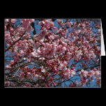 Cherry Blossoms and Blue Sky Card