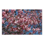 Cherry Blossoms and Blue Sky Photo Print