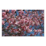 Cherry Blossoms and Blue Sky Photo Print