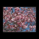 Cherry Blossoms and Blue Sky Postcard