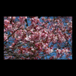 Cherry Blossoms and Blue Sky Print