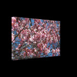 Cherry Blossoms and Blue Sky Wrapped Canvas Gallery Wrap Canvas
