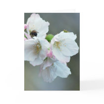 Cherry blossoms and meaning cards