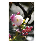 Cherry Blossoms and meaning Customized Stationery