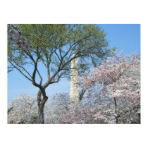 Cherry Blossoms and the Washington Monument Print